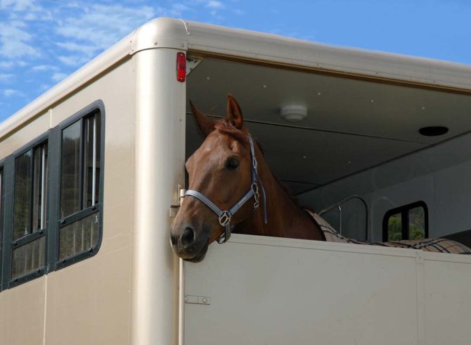 Le transport des chevaux