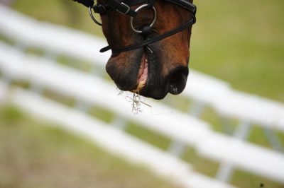 Les informations sur l'asthme du cheval