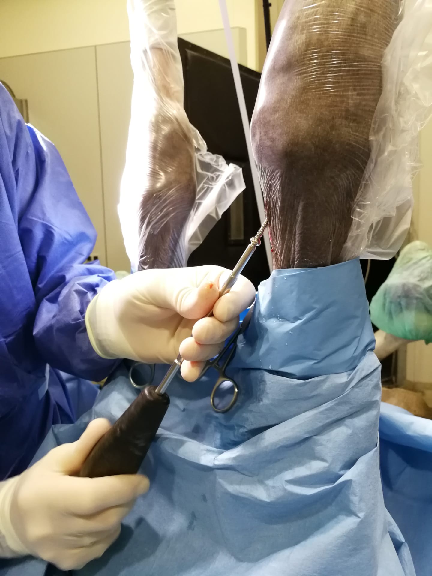 Chirurgie du poulain
