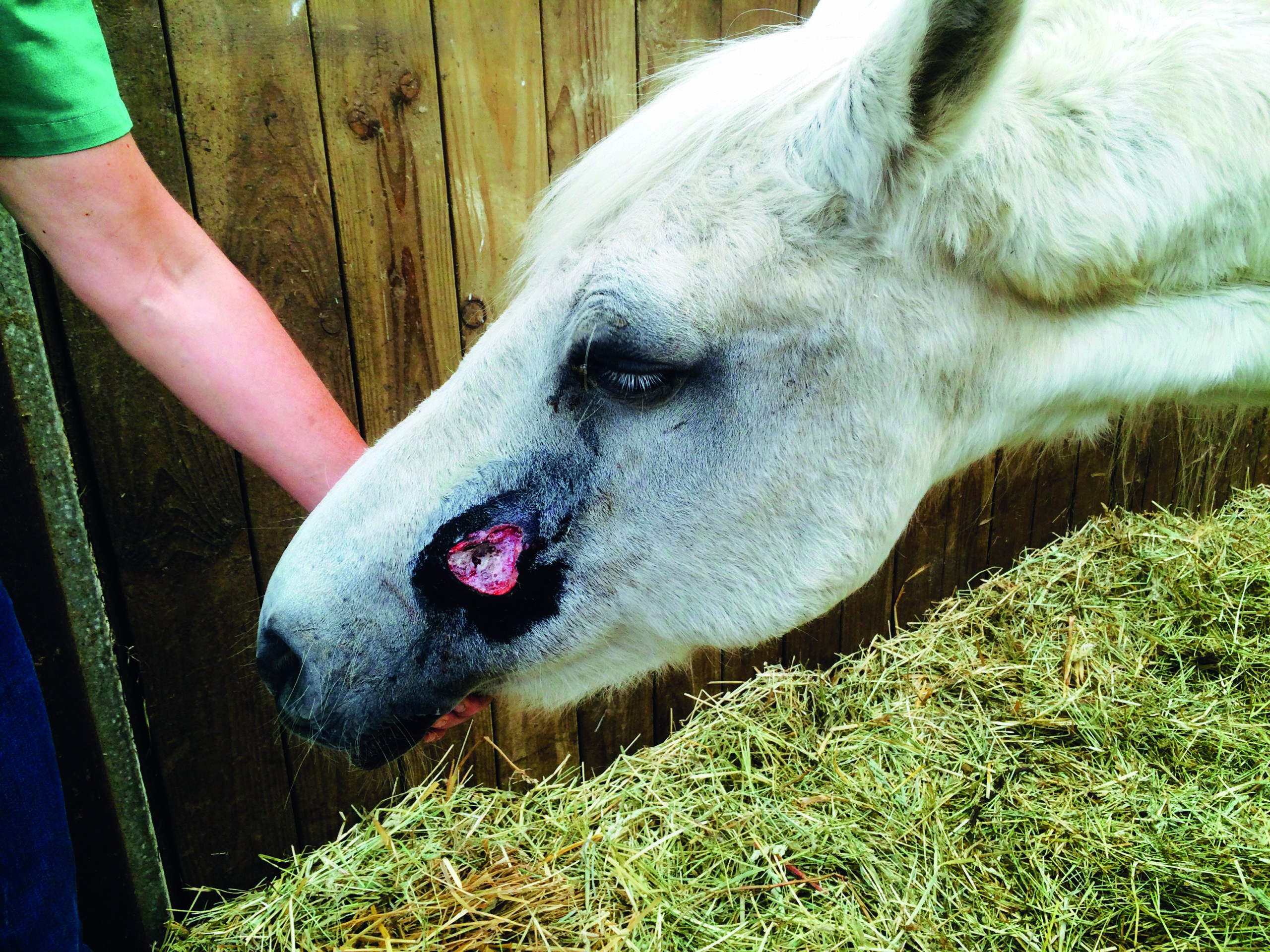 abcès dentaire chez le cheval