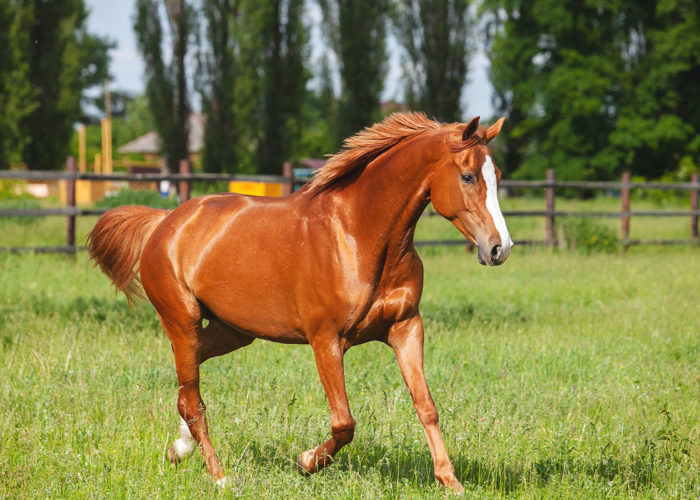 Russian Don light chestnut horse