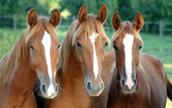 Le fibre dice Havens pour chevaux