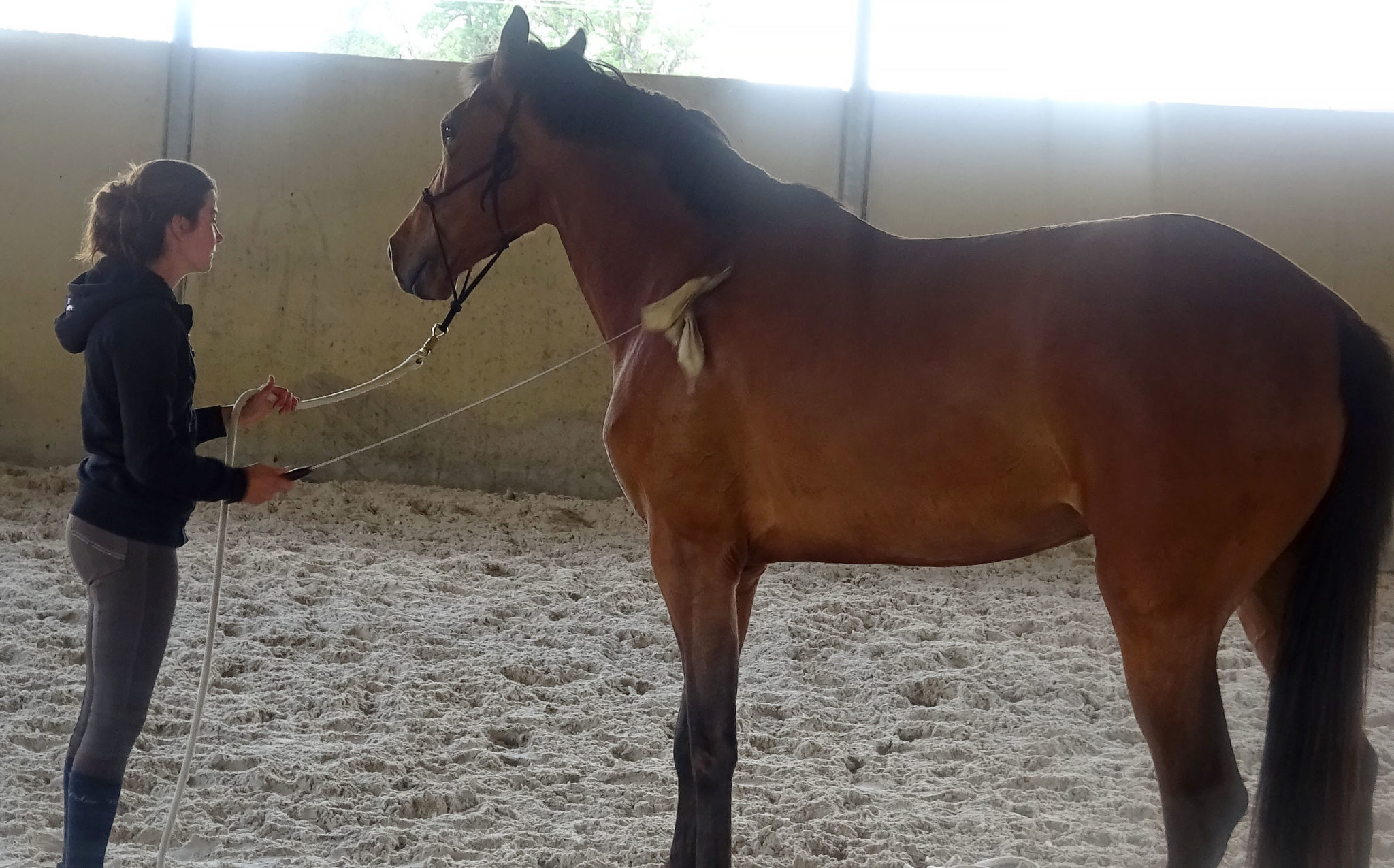 Comment Reprendre Le Dessus Sur Son Cheval Débourrage du cheval réussi; les étapes à suivre