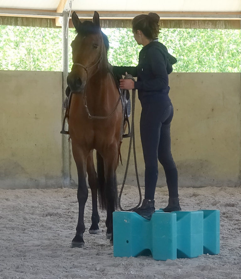 Débourrage Du Cheval Réussi; Les étapes à Suivre