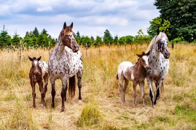La génétique des robes chez les chevaux