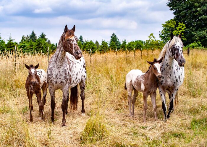 La génétique des robes chez les chevaux
