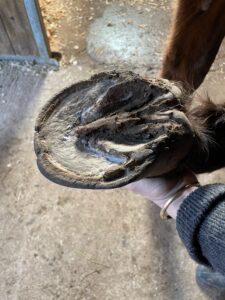 Les soins des pieds des chevaux par Cheval Partenaire