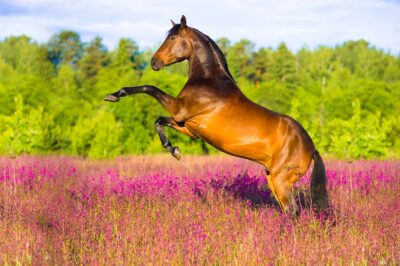 Les soins des pieds de nos chevaux par Cheval Partenaire