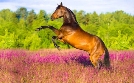 Les soins des pieds de nos chevaux par Cheval Partenaire