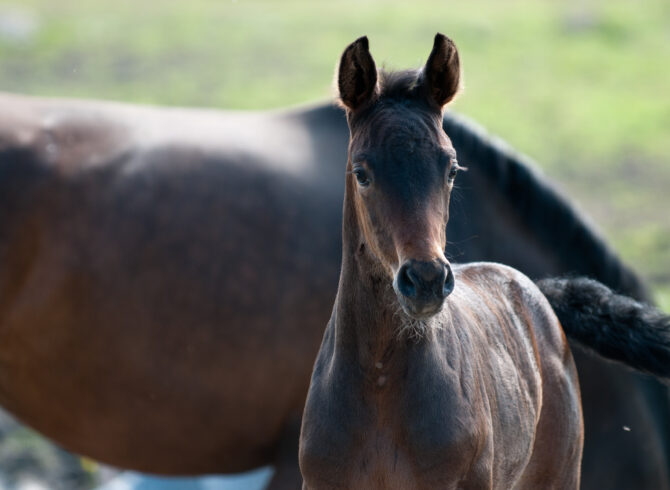 l'alimentation de la jument et de son poulain
