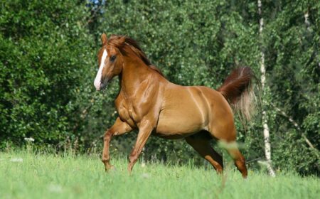 Préparer le cheval au changement de saison