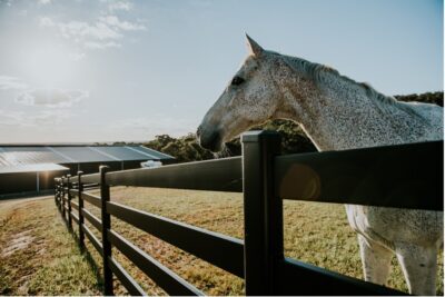 Les clôtures de qualité pour chevaux