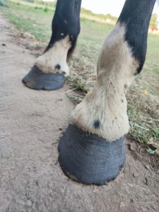Les pieds du cheval