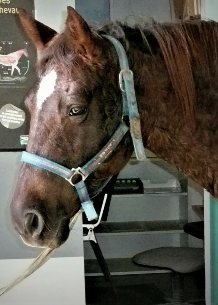 grassaliäres (002)La maladie de Cushing Cheval