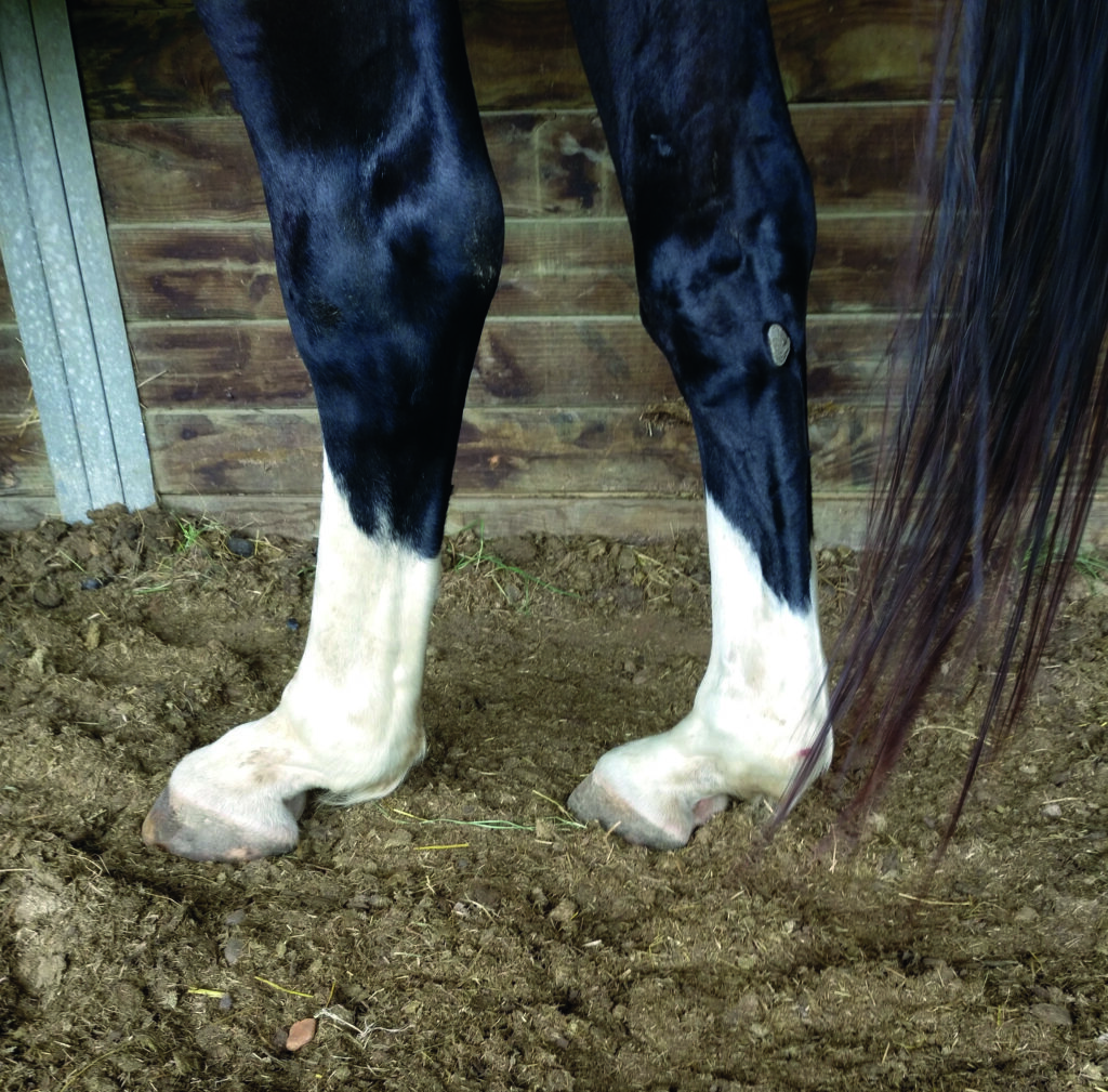 LES SIGNES CLINIQUES DE LA MALADIE