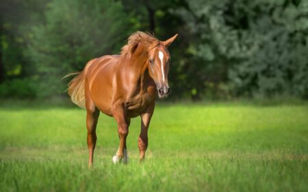 La fourbure chez les chevaux est une pathologie grave.