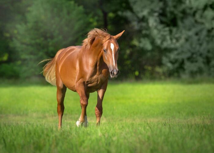 La fourbure chez les chevaux est une pathologie grave.