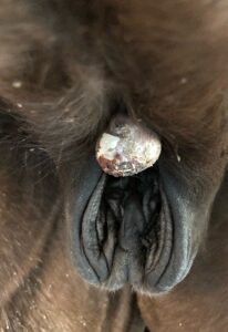 Comment soigner les sarcoide chez le cheval ?
