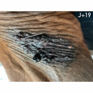 Comment soigner les sarcoides chez le cheval ?