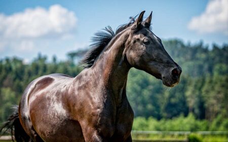 Comment soigner les sarcoides virales chez le cheval ?