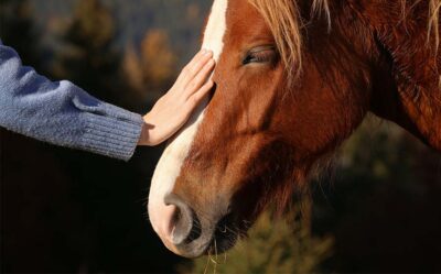 Séminaire autour du bien-être du cheval
