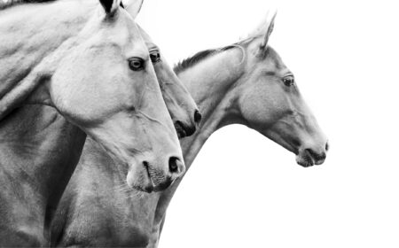 Les conseils Cheval Partenaire pour soigner votre cheval