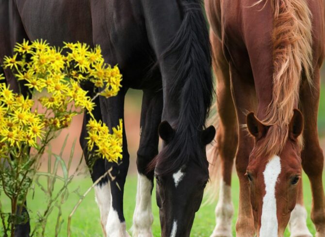 Les plantes toxiques pour les chevaux