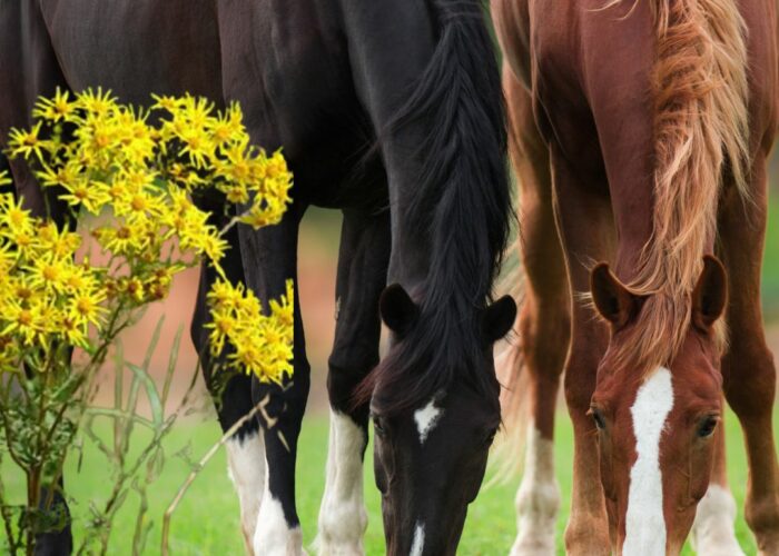 Les plantes toxiques pour les chevaux