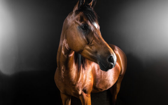Cheval Partenaire nous explique comment prendre soin du cheval de course