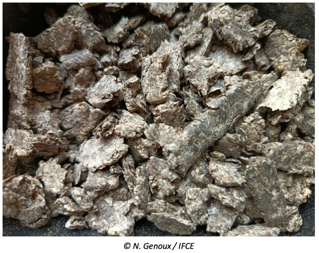 Betterave et alimentation du cheval