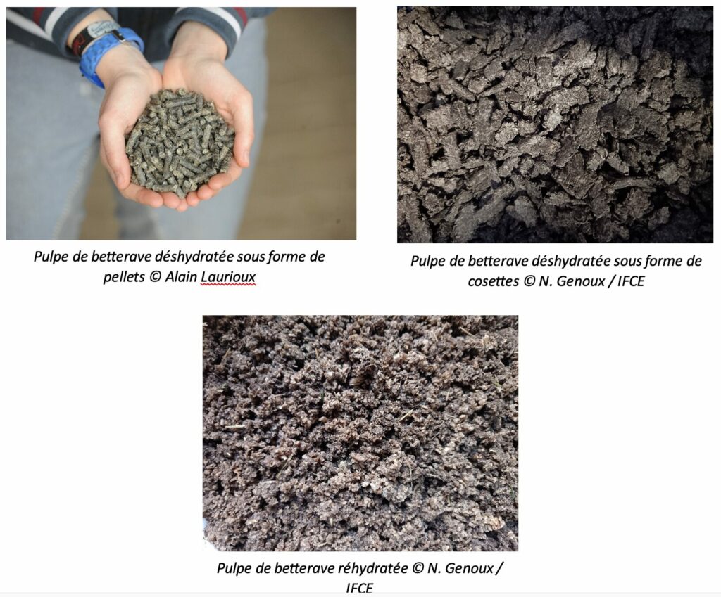 Betteraves et alimentation du cheval