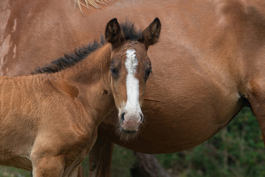 Poulinière avec son poulain au pré